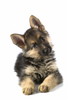Germ Shep Pup Image